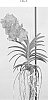 Vanda%20Jones%20ex%20R.%20Br.%20%27SPCDW1510%27