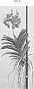 Vanda%20Jones%20ex%20R.%20Br.%20%27SPCDW1508%27