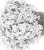 Phlox%20subulata%20%27Barphspribluimp%27