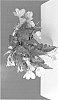 Begonia%20pendula%20%27BKPBEWFASO%27