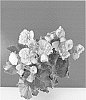 Begonia%20x%20hiemalis%20%27BKPBEEFR%27