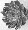 Echeveria%20hybrid%20%27Dark%20Moon%27