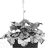 Heuchera%20hybrid%20%27Plum%20Power%27
