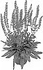 Salvia%20nemorosa%20%27Bareulbpeedlas%27
