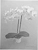 Phalaenopsis%20Orchid%20Plant%20Named%20%27PHALFMODHI%27