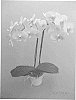 Phalaenopsis%20Orchid%20Plant%20Named%20%27PHALFMODHI%27