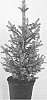 Picea%20abies%20%28L.%29%20H.%20Karst.%20%27Dougart12%27