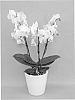 Phalaenopsis%20hybrid%20%27PHALDUECH%27