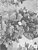 Physocarpus%20opulifolius%20%27SMNPOBLR%27