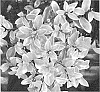 Pittosporum%20tenuifolium%20%27GloBall%27