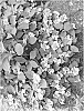 Hydrangea%20hybrid%20%27SMHMEPSILON%27