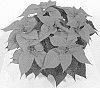 Euphorbia%20pulcherrima%20%27NPCW%2015235%27