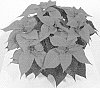 Euphorbia%20pulcherrima%20%27NPCW%2015235%27