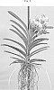 Vanda%20Jones%20ex%20R.%20Br.%20%27SPCDW1506%27