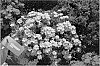 Phlox%20drummondii%20%27KAZI15789%27