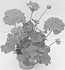Pelargonium%20sp.%20%27KLEIZ15375%27