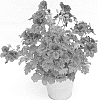 Pelargonium%20grandiflorum%20%27KLEPS15376%27