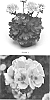 Pelargonium%20interspecific%20%27PEQZ0017%27