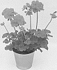 Pelargonium%20zonale%20%27KLEPZ15357%27