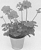 Pelargonium%20zonale%20%27KLEPZ15357%27