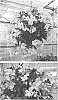 Begonia%20hybrid%20%27TNBEGDY%27