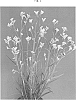 Anigozanthos%20hybrid%20%27KP02%27