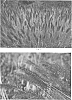 Pennisetum%20alopecuroides%20%27Red%20Rocket%27