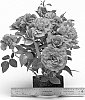 Rosa%20hybrida%20%27WEKdadoda%27