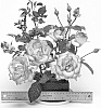 Rosa%20hybrida%20%27WEKpurmebep%27
