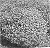 Pittosporum%20tenuifolium%20%27PITTLB2%27
