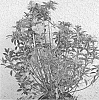 Rhododendron%20hybrid%20%27BAILEB%27