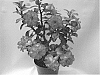 Adenium%20obesum%20%27GEM-113-1%27
