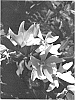 Catharanthus%20roseus%20%27Suncathamiho%27