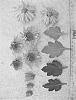 Chrysanthemum%20morifolium%20%27FIREGLOW%27