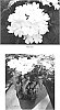 Verbena%20hybrida%20%27VEAZ0029%27