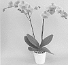 Phalaenopsis%20hybrid%20%27PHALOFMO%27