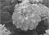 Dahlia%20hybrid%20Cav.%20%27DAHZ0004%27