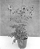 Dahlia%20variabilis%20%27Mystic%20Sparkler%27