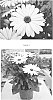 Osteospermum%20ecklonis%20%27OSTZ0006%27