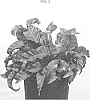 Asplenium%20antiquum%20%27VITASPHUR%27