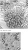Echinacea%20spp.%20%27TNECHCMR%27