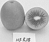 Actinidia%20chinensis%20Pl.%20%27HFR18%27