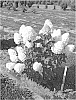 Hydrangea%20paniculata%20%27SMHPMWMH%27