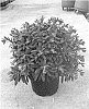 Euphorbia%20hybrid%20%27Galaxy%20Glow%27