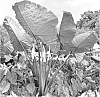 Colocasia%20hybrid%20%27Fierce%20Gigante%27
