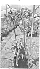 Agapanthus%20hybrid%20%27AMDB002%27