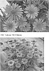 Echinacea%20spp.%20%27TNECHKR%27
