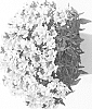 Nemesia%20fruticans%20x%20Nemesia%20strumosa%20%27DNEMSANGEL%27