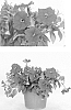 Petunia%20Plant%20Named%20%27G13460%27
