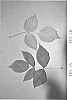 Rubus%20idaeus%20L.%20%27DrisRaspTen%27